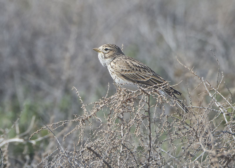 Calandrina  Calandrella rufescens polatzeki